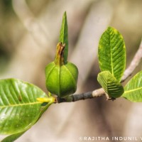 Gardenia fosbergii Tirveng.